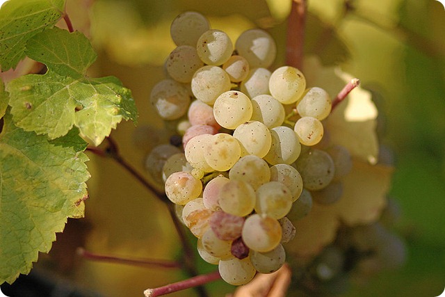 Riesling_grapes