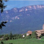 II Riesling Renano è un vitigno a bacca bianca ori­ginario della Valle Reno.