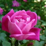 Come moltiplicare una pianta di rosa con la tecnica della talea, accorgimenti e cure.
