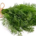 L’aneto è un’erba aromatica dal profumo fresco e delicato, dalle interessanti proprietà.