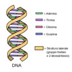 La vita definita in termini di DNA