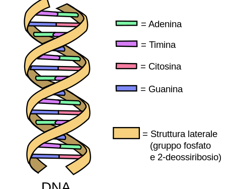 La vita definita in termini di DNA